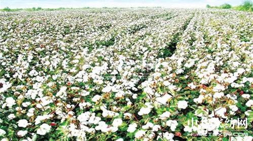 ČЁW[(hu )eka(chn)I(y)(hu )