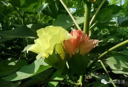 ԡƵĴëԡʲôǰɫ