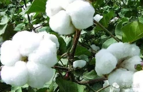 ԡƵĴëԡʲôǰɫ