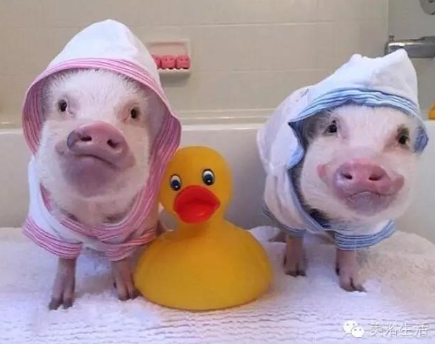 ԡһlԡ͎o㲻ԶҸ