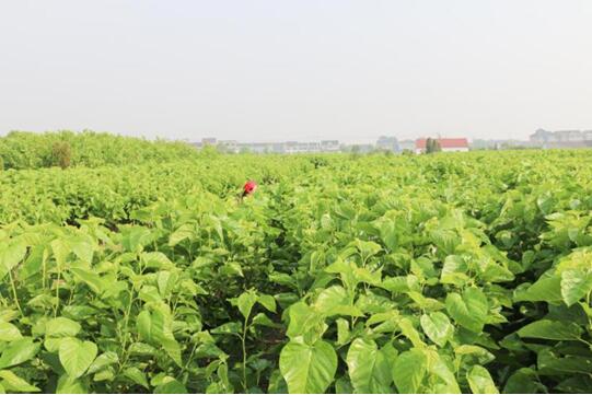 X(qin)ʽzI@2017ЇҼӼ\ƷƪI(y)ϵyxЌmԷQz