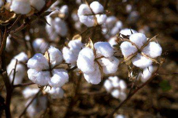 (zh)ȻѻҼĸɽwsߴ﷦